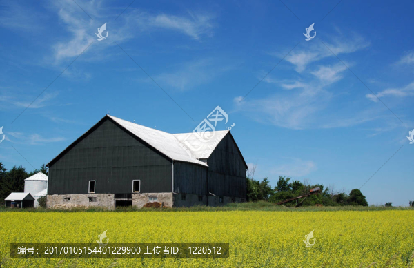 谷倉(cāng)的油菜