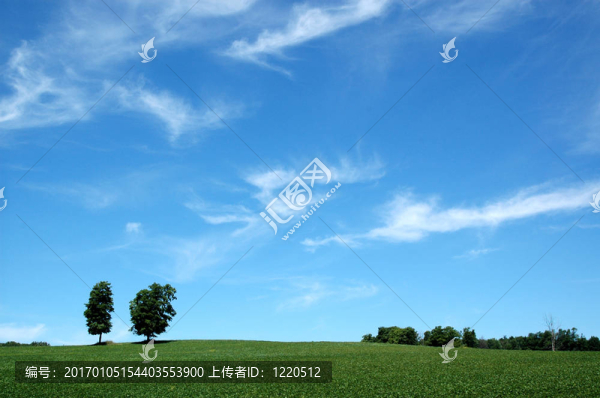 樹(shù)木和天空2