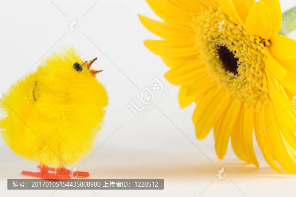 人造雞肉和黃色的非洲菊
