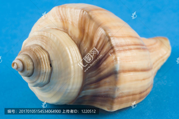 貝殼