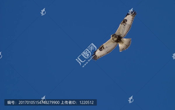 Hunt鷹