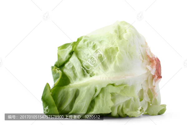 萵苣頭白