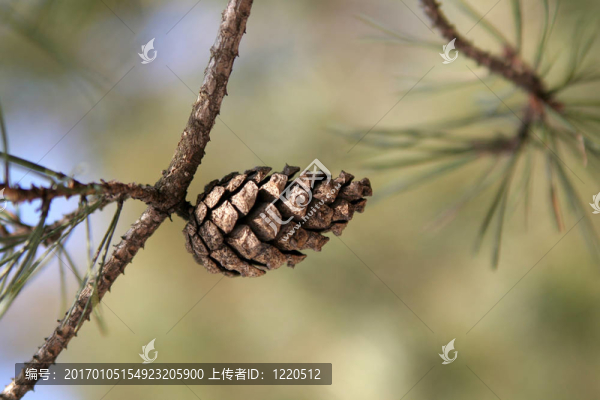 松樹(shù)的球果