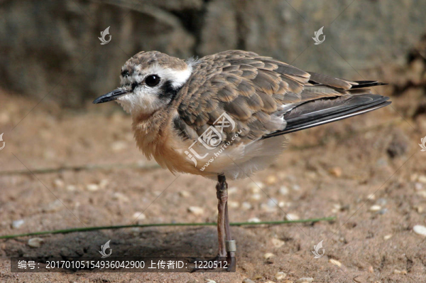 三趾鷸鳥