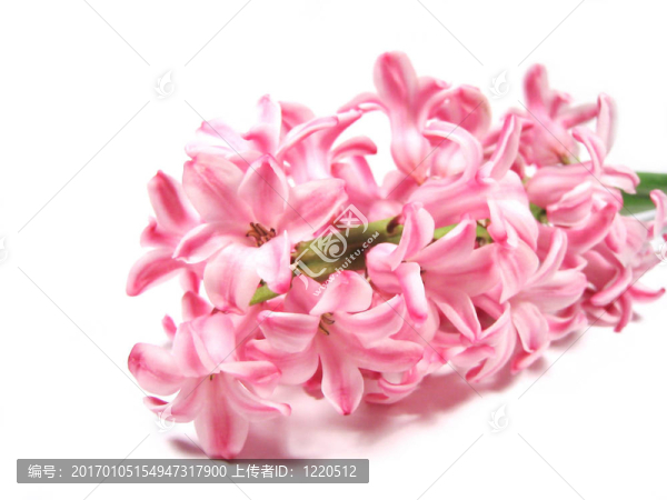 風(fēng)信子花