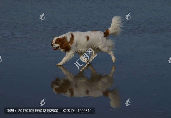 狗的思考