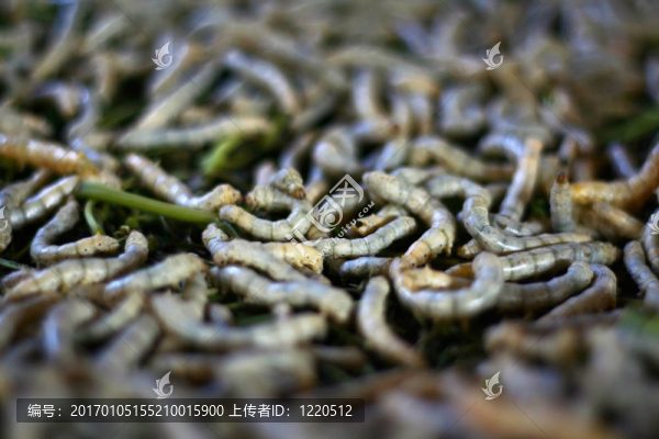 蠶飼養(yǎng)