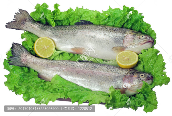 鱒魚