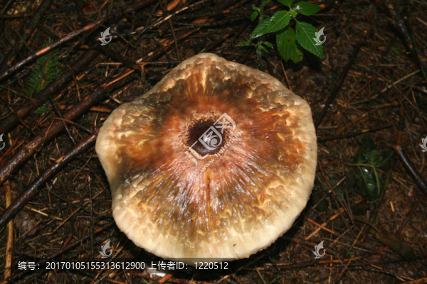 蘑菇