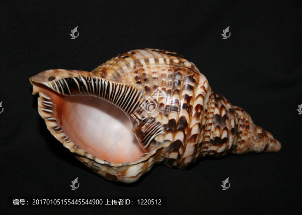 shell02