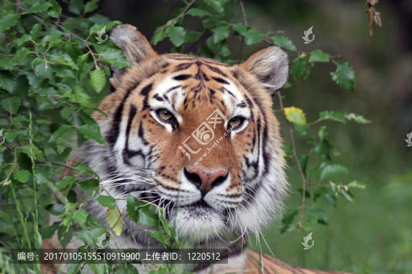 東北虎的肖像-匯圖網(wǎng) www.fosd68.com 東北虎的肖像