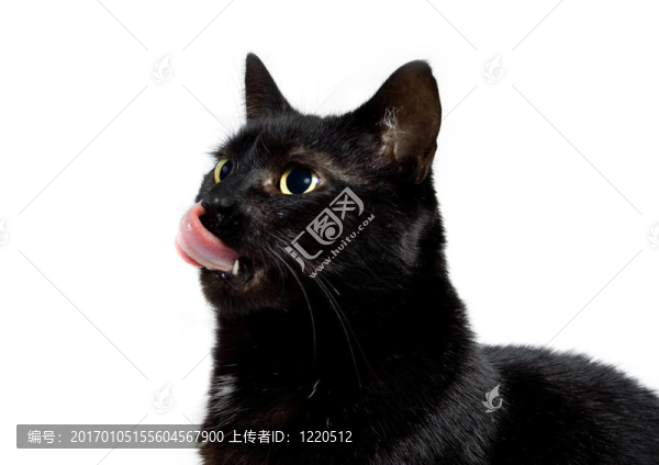 我的黑色的貓