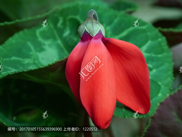 盛開(kāi)的仙客來(lái)