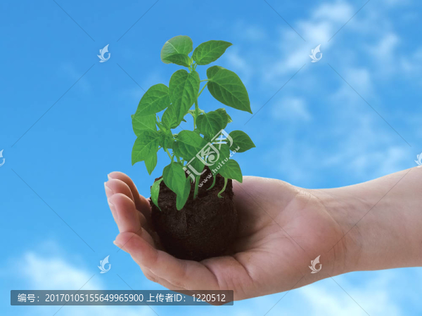 植物在手