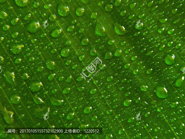 綠葉上的水滴