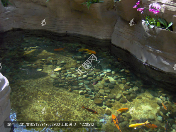 一個(gè)好的錦鯉池塘金魚。