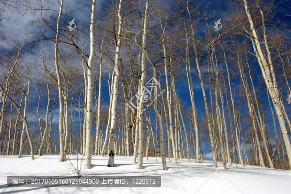 雪白的白楊樹