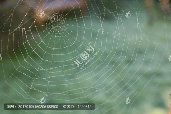 露水的蜘蛛網(wǎng)
