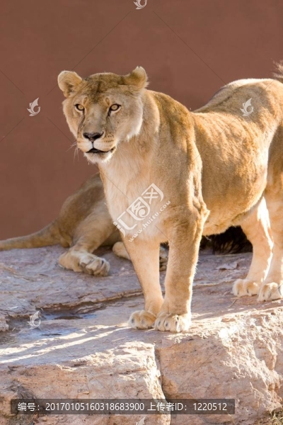 獅子