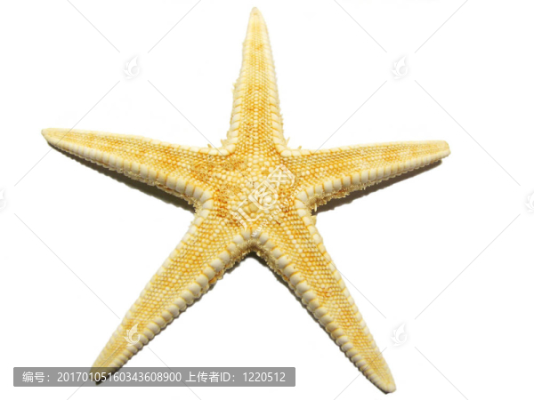 海星