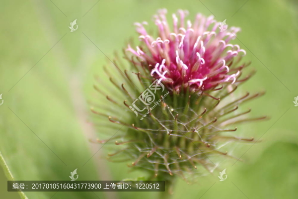 薊
