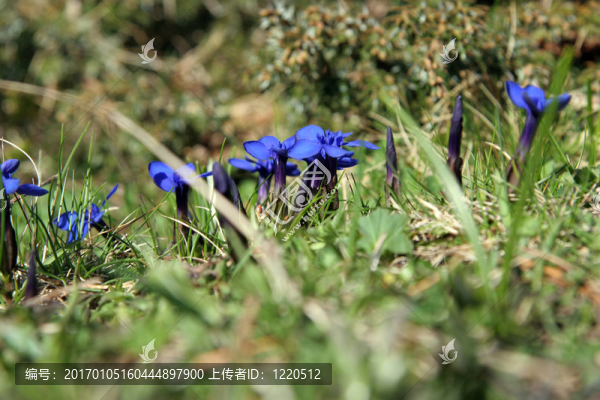 藍(lán)色的龍膽花