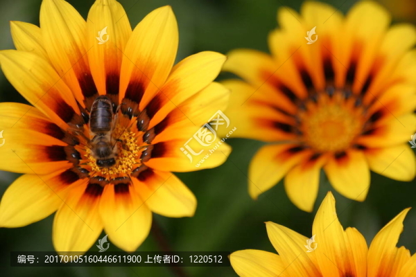 黃色花與蜜蜂