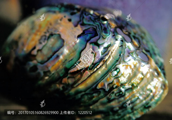 鮑魚