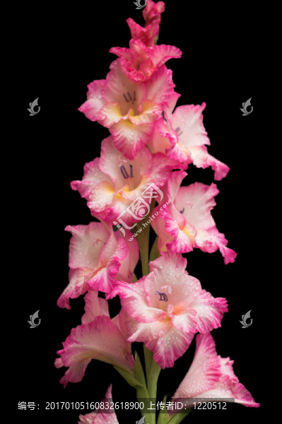 唐菖蒲