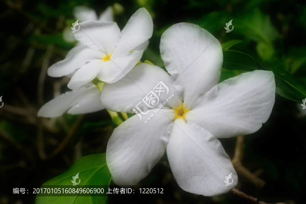 三梔子花