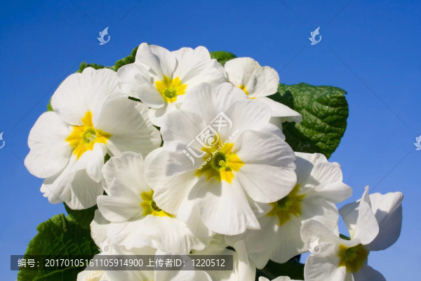 春天-,Flowers