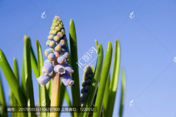 春天-,Flowers