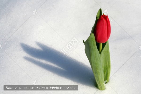 紅色的郁金香