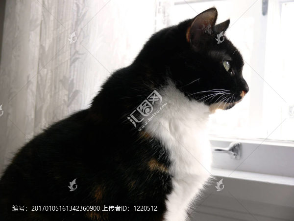 廚房里的貓2