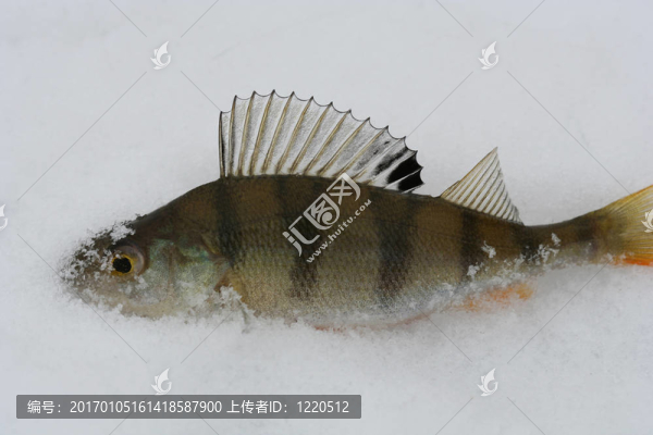 魚