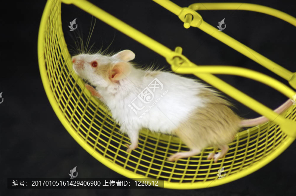 鼠標輪