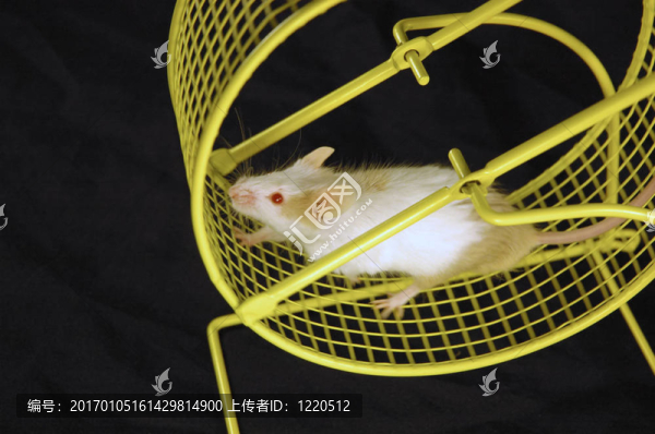 鼠標輪