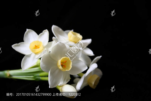 水仙花
