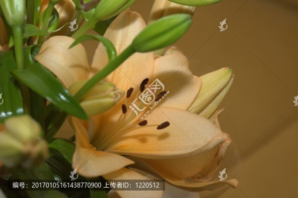 Flower,Close