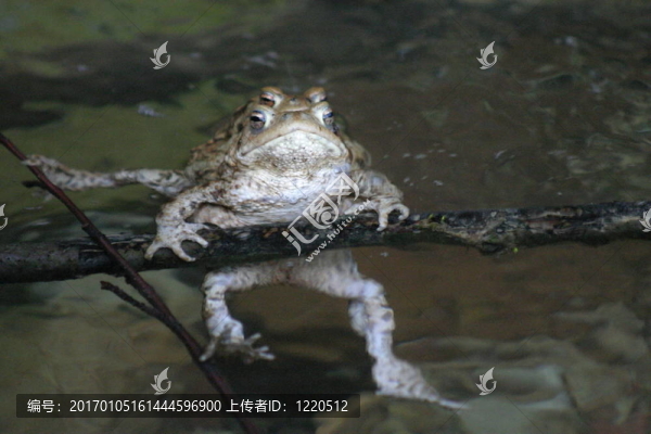 青蛙