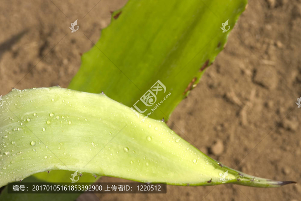 蘆薈