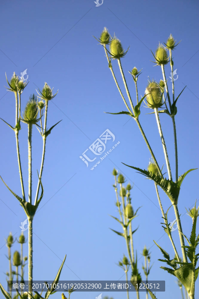 高薊