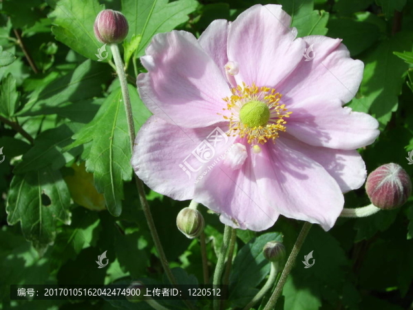 丁香花