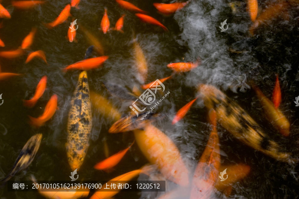 一個旋轉(zhuǎn)的錦鯉