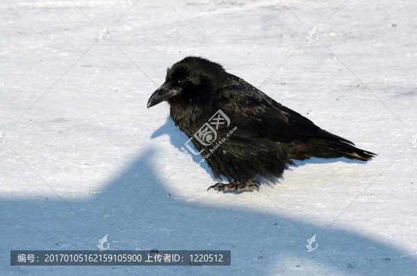 掠奪