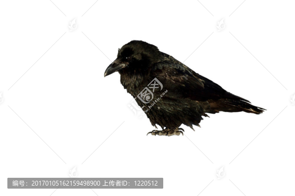 烏鴉孤立