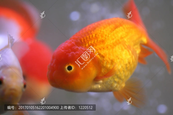 金魚