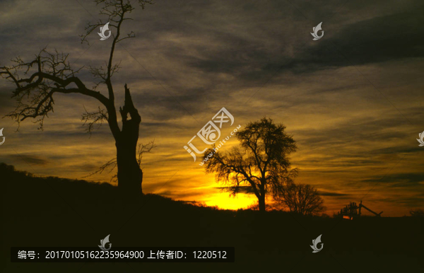 夕陽與古樹