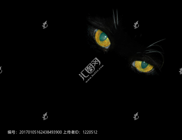 貓的眼睛凝視