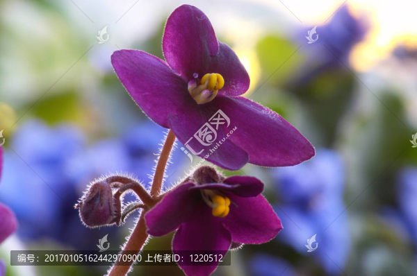 非洲紫羅蘭2